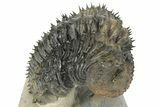 Spiny Drotops Armatus Trilobite - Colorful Shell #232777-1